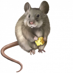 Rat Mouse Rodent Clip art - Cheese-eating rat 1024*1024 transprent ...