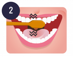 Tooth brushing Teeth cleaning Dentistry Oral hygiene - teeth 1710 ...