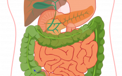The Importance of Healthy Digestion