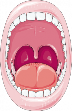 Oral cavity - Servier Medical Art - 3000 free medical images