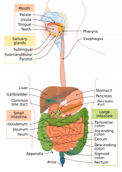 Digestive system: anatomy, digestive, eng, human, intestine ...