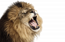 PNG Lion Head Roaring Transparent Lion Head Roaring.PNG Images ...