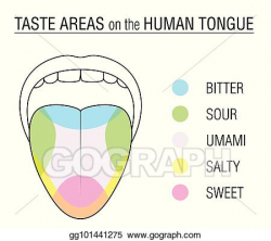 Vector Art - Taste buds colored tongue chart. EPS clipart ...