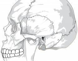 Clipart - Human skull (side view)