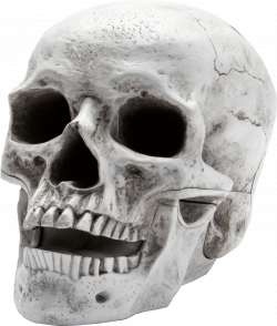 Sideview Large Skull transparent PNG - StickPNG