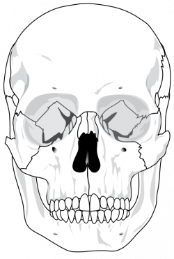 Skull | Free Stock Photo | Illustration of a human skull | # 12035