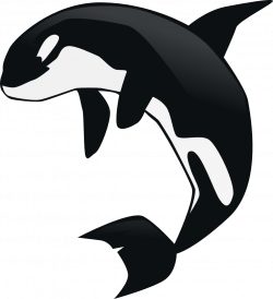 Killer Whale clipart animated - Pencil and in color killer whale ...