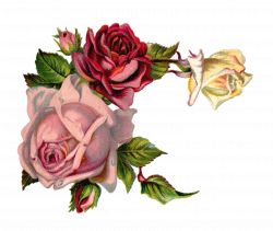 Antique Images: Free Digital Flower Pink Rose Corner Design ...