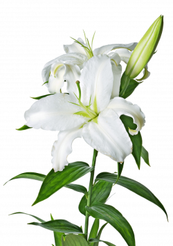 Easter Lilies Clipart Group (54+)