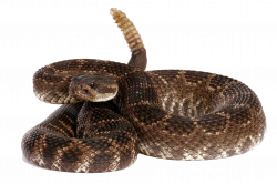 Rattlesnake PNG Transparent Rattlesnake.PNG Images. | PlusPNG