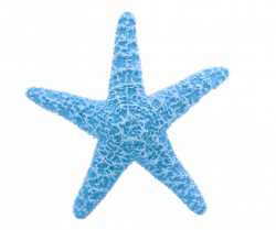 Starfish Clip art - Ocean starfish material free to pull 1077*901 ...