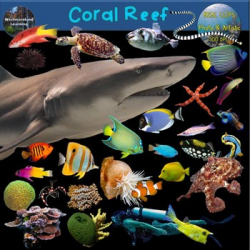 Ocean Coral Reef Worksheets & Teaching Resources | TpT