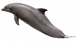 Dolphin PNG Image - PurePNG | Free transparent CC0 PNG Image Library