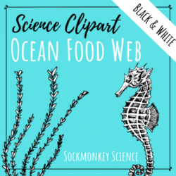 Realistic Ocean Animal Clipart: Marine Ecosystem Line Art {Black and White}