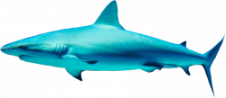 Shark PNG | SEA ANIMALS CLIP ART | Pinterest | Shark
