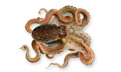 PNG Octopus Transparent Octopus.PNG Images. | PlusPNG