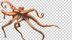 Octopus Cephalopod PNG, Clipart, Cephalopod, Cephalopod Beak ...