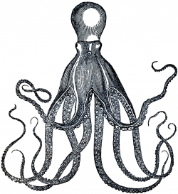 9 Octopus Clip Art Images - Cuttlefish Pictures! - The ...