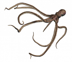 Octopus PNG Transparent Octopus.PNG Images. | PlusPNG