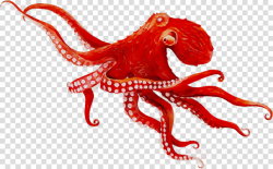 Octopus Cartoon clipart - Octopus, Red, Illustration ...