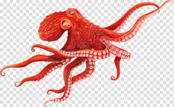 Giant Pacific octopus Cephalopod Squid, Baby octopus ...