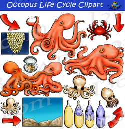 Octopus Life Cycle Clipart Graphics Download