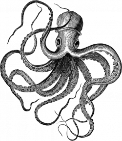 Octopus Ink Drawing at GetDrawings.com | Free for personal use ...