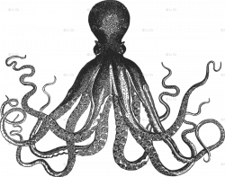 White Vintage Kraken Octopus pattern fabric - inspirationz - Spoonflower