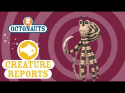 Octonauts: Creature Reports - Mimic Octopus - YouTube