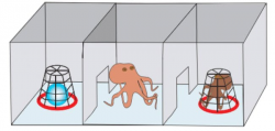 Octopuses High on MDMA Gave Each Other Eight-Armed Hugs ...