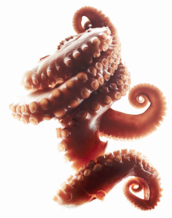 Octopus Tentacles PNG Clipart | PNG Mart