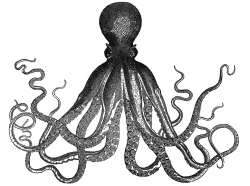 9 Octopus Clip Art Images - Cuttlefish Pictures! - The ...