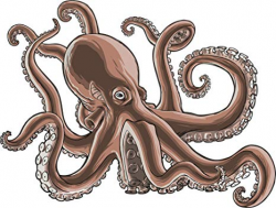 Amazon.com: Divine Designs Realistic Brown Octopus Squid ...