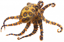 Octopus Facts | Squid Facts | DK Find Out
