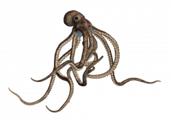 Octopus Large Grey transparent PNG - StickPNG