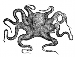 Vintage Clip Art Octopus - Clip Art Library