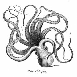 Octopus - A curious Collection of Free Vintage Clip Art ...