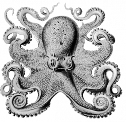March | 2012 | cardsbyann | Octopus | Pinterest