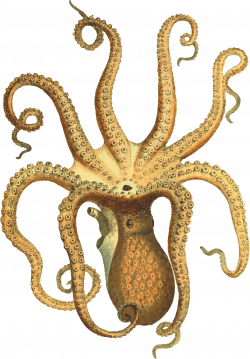 Octopus Vintage transparent PNG - StickPNG