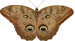 Owl Butterfly Caligo eurilochus - /animals/bugs/butterfly ...