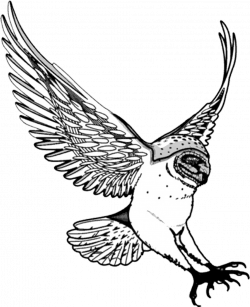 Barred Owl Clipart Flight Drawing #2390643