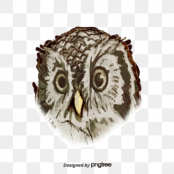 Owl PNG Images, Download 1,670 Owl PNG Resources with ...
