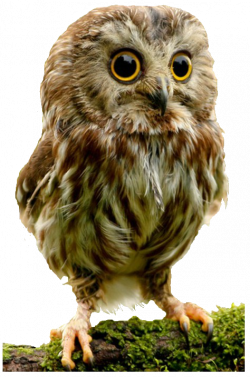 Owls High Quality PNG | Web Icons PNG