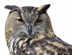 Owl Bird PNG Image - PurePNG | Free transparent CC0 PNG Image Library