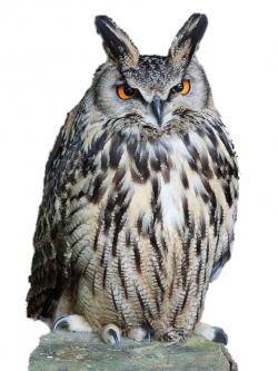 Owl PNG Transparent Images | PNG All