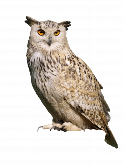 Owl Sitting PNG Image - PurePNG | Free transparent CC0 PNG Image Library