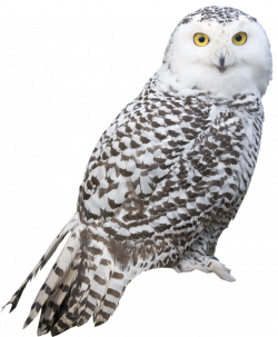 Transparent White Owl PNG Picture | 4th GRADE BOARDS & DECORATIONS ...