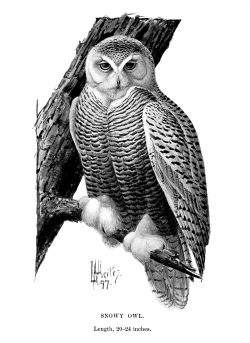 Snowy Owl Vintage Clip Art - Old Design Shop Blog