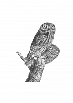 Clipart - Owls vintage 01