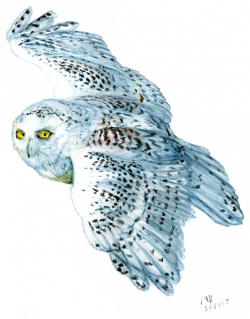 Snowy Owl Drawing at GetDrawings.com | Free for personal use Snowy ...